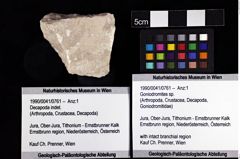 Foto (Objket + Etiketten) von Goniodromites sp. 